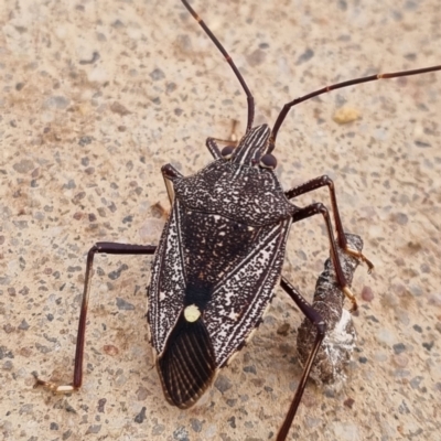 Poecilometis sp. (genus) at Thargomindah, QLD - 9 May 2022 by AaronClausen