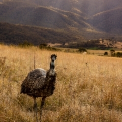 Dromaius novaehollandiae at Paddys River, ACT - 8 May 2022