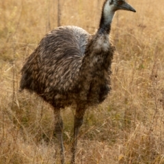 Dromaius novaehollandiae at Paddys River, ACT - 8 May 2022