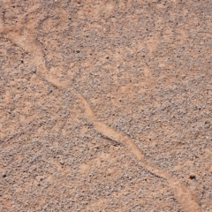 Unverified Snake at Tibooburra, NSW - 4 May 2022 by AaronClausen