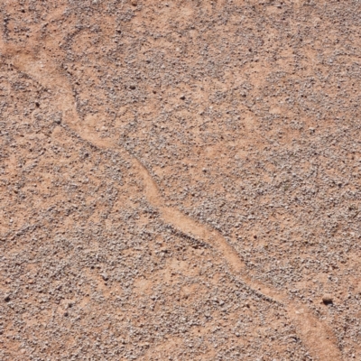 Unidentified Snake at Tibooburra, NSW - 4 May 2022 by AaronClausen