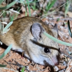 Pseudomys hermannsburgensis (Sandy Inland Mouse) at Bollards Lagoon, SA - 4 May 2022 by AaronClausen