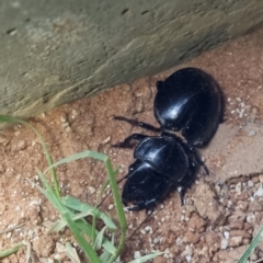 Carabidae (family) at Bollards Lagoon, SA - 4 May 2022 by AaronClausen