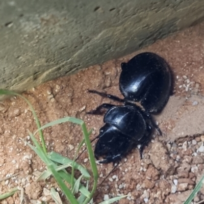 Carabidae (family) at Bollards Lagoon, SA - 4 May 2022 by AaronClausen