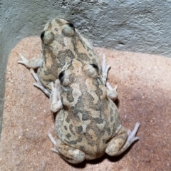 Unidentified Frog at Cameron Corner, QLD - 4 May 2022 by AaronClausen