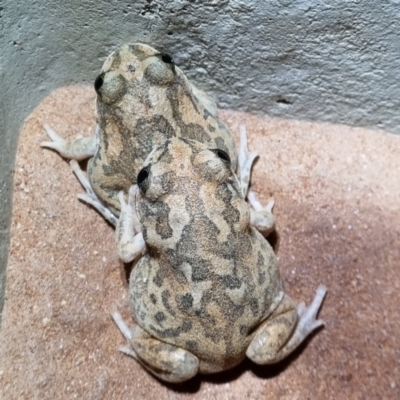 Unidentified Frog at Cameron Corner, QLD - 4 May 2022 by AaronClausen