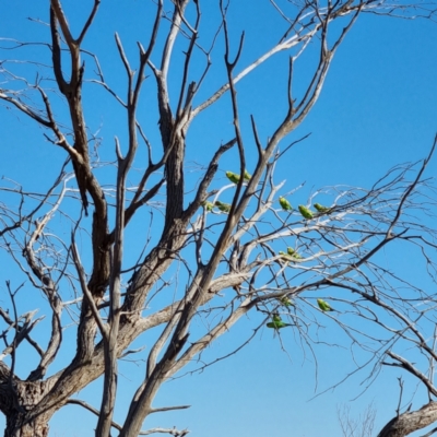 Melopsittacus undulatus (Budgerigar) at Cameron Corner, QLD - 4 May 2022 by AaronClausen