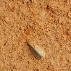 Triops australiensis (Tadpole Shrimp, Shield Shrimp) at Cameron Corner, QLD - 5 May 2022 by AaronClausen