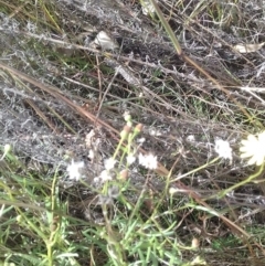 Senecio madagascariensis at Watson, ACT - 9 May 2022