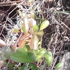 Pyracantha fortuneana at Watson, ACT - 16 May 2022