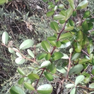 Pyracantha fortuneana at Watson, ACT - 16 May 2022