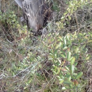 Pyracantha fortuneana at Watson, ACT - 9 May 2022