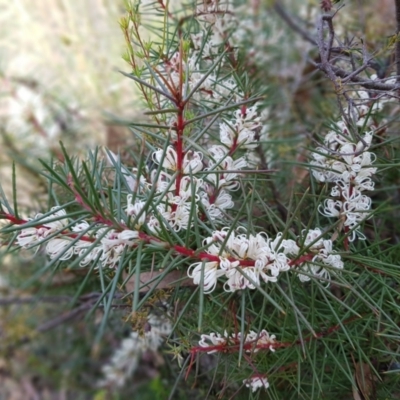 Hakea decurrens subsp. decurrens (Bushy Needlewood) at Acton, ACT - 7 May 2022 by MatthewFrawley