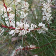 Hakea decurrens subsp. decurrens at Acton, ACT - 7 May 2022