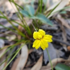 Goodenia hederacea subsp. hederacea (Ivy Goodenia, Forest Goodenia) at Acton, ACT - 7 May 2022 by MatthewFrawley