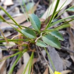 Goodenia hederacea subsp. hederacea at Acton, ACT - 7 May 2022 02:08 PM