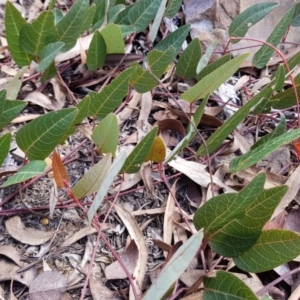 Hardenbergia violacea at Acton, ACT - 7 May 2022