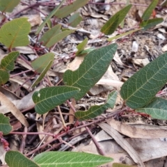 Hardenbergia violacea at Acton, ACT - 7 May 2022