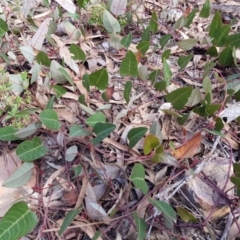 Hardenbergia violacea at Acton, ACT - 7 May 2022