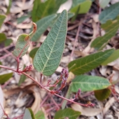 Hardenbergia violacea at Acton, ACT - 7 May 2022 02:22 PM