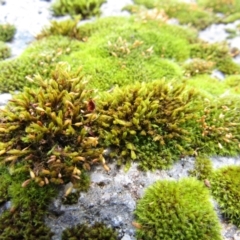 Campylopus at Kosciuszko National Park, NSW - 5 Jan 2021 by Birdy