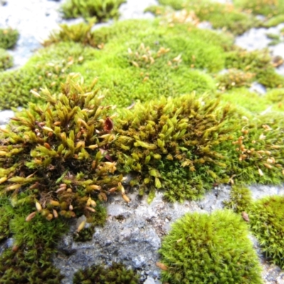 Unidentified Moss, Liverwort or Hornwort at Kosciuszko National Park, NSW - 5 Jan 2021 by Birdy