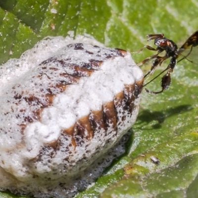 Podagrionini (tribe) (Unidentified mantis parasite wasp) at Acton, ACT - 9 May 2022 by Roger