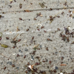 Ecnolagria grandis (Honeybrown beetle) at Lilli Pilli, NSW - 19 Dec 2021 by Birdy