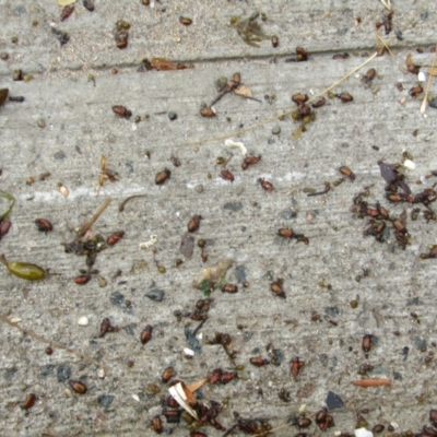 Ecnolagria grandis (Honeybrown beetle) at Lilli Pilli, NSW - 19 Dec 2021 by Birdy