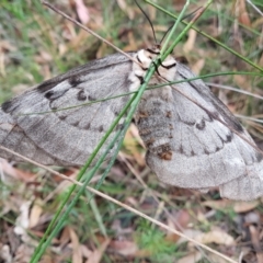 Chelepteryx collesi (White-stemmed Gum Moth) at Penrose, NSW - 9 May 2022 by Aussiegall