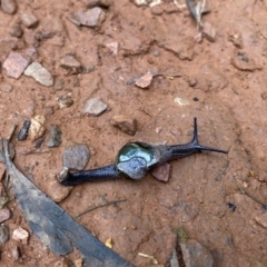 Helicarion cuvieri (A Semi-slug) at Tidbinbilla Nature Reserve - 9 May 2022 by PennyD