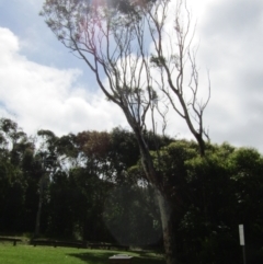 Eucalyptus sp. at Lilli Pilli, NSW - 21 Dec 2021 by Amata