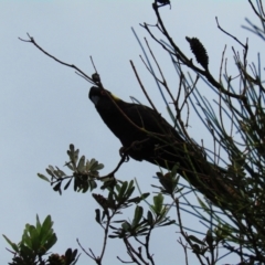 Zanda funerea (Yellow-tailed Black-Cockatoo) at South Durras, NSW - 22 Dec 2021 by Amata