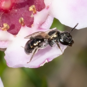 Lasioglossum (Homalictus) sp. (genus & subgenus) at Acton, ACT - 9 May 2022 11:48 AM