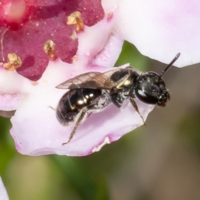 Lasioglossum (Homalictus) sp. (genus & subgenus) (Furrow Bee) at Acton, ACT - 9 May 2022 by Roger