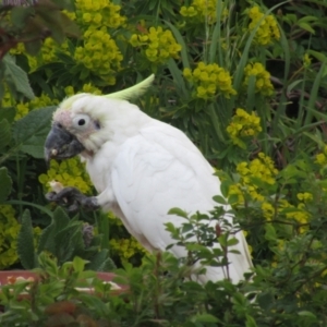 Cacatua galerita at McKellar, ACT - 26 Sep 2020