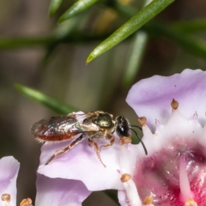 Lasioglossum (Homalictus) punctatum at Acton, ACT - 9 May 2022 11:56 AM