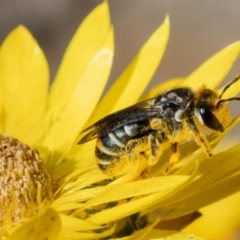 Lipotriches (Austronomia) australica at Acton, ACT - 9 May 2022 by Roger