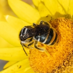 Lipotriches (Austronomia) australica at Acton, ACT - 9 May 2022 12:28 PM