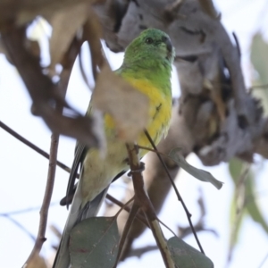 Psephotus haematonotus at Campbell, ACT - 9 May 2022