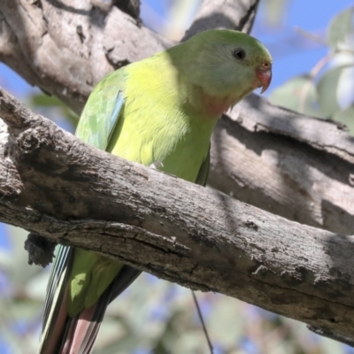 Polytelis swainsonii (Superb Parrot) at Katoomba Park, Campbell - 9 May 2022 by AlisonMilton