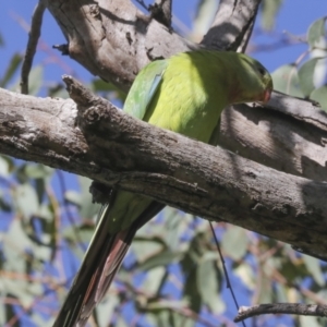 Polytelis swainsonii at Campbell, ACT - 9 May 2022