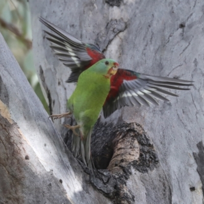 Lathamus discolor (Swift Parrot) at Katoomba Park, Campbell - 9 May 2022 by AlisonMilton