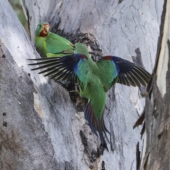 Lathamus discolor at Campbell, ACT - suppressed