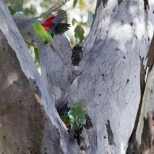 Lathamus discolor at Campbell, ACT - suppressed