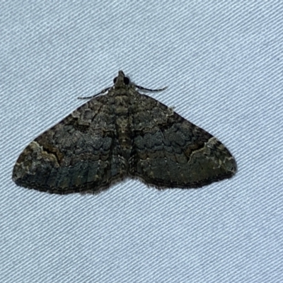 Epyaxa sodaliata (Sodaliata Moth, Clover Moth) at Jerrabomberra, NSW - 9 May 2022 by SteveBorkowskis