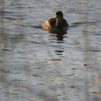 Tachybaptus novaehollandiae (Australasian Grebe) at Angledool, NSW - 1 May 2022 by SimoneC