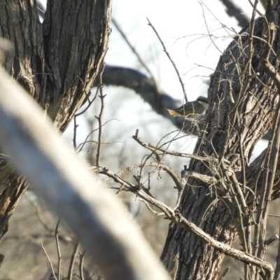 Gavicalis virescens (Singing Honeyeater) at Angledool, NSW - 1 May 2022 by SimoneC