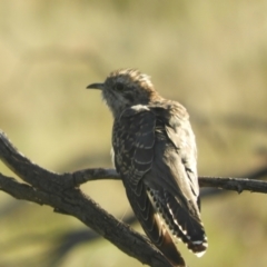 Heteroscenes pallidus (Pallid Cuckoo) at Angledool, NSW - 1 May 2022 by SimoneC