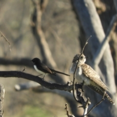 Rhipidura leucophrys (Willie Wagtail) at Angledool, NSW - 1 May 2022 by SimoneC